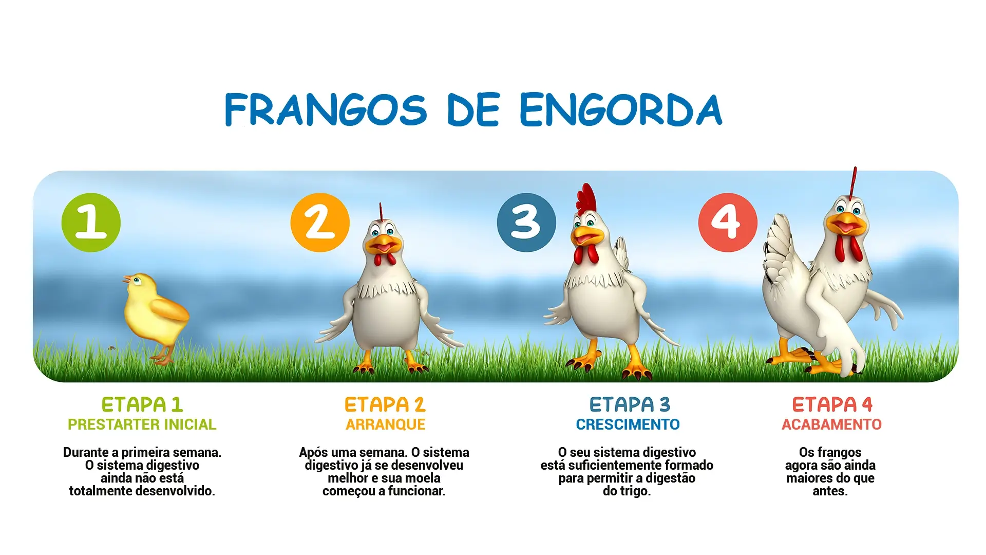 Frangos de engorda