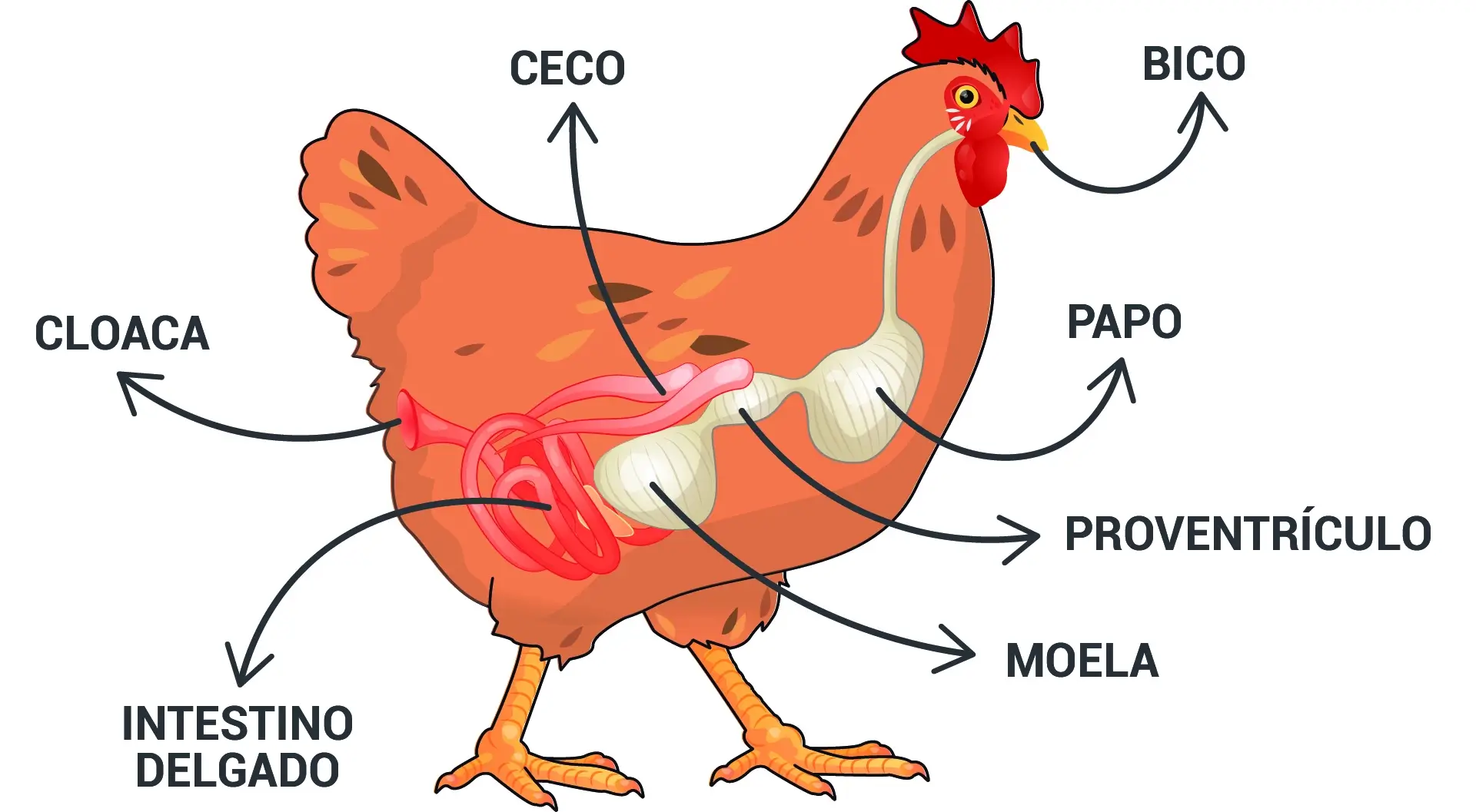 Sistema digestivo galinha