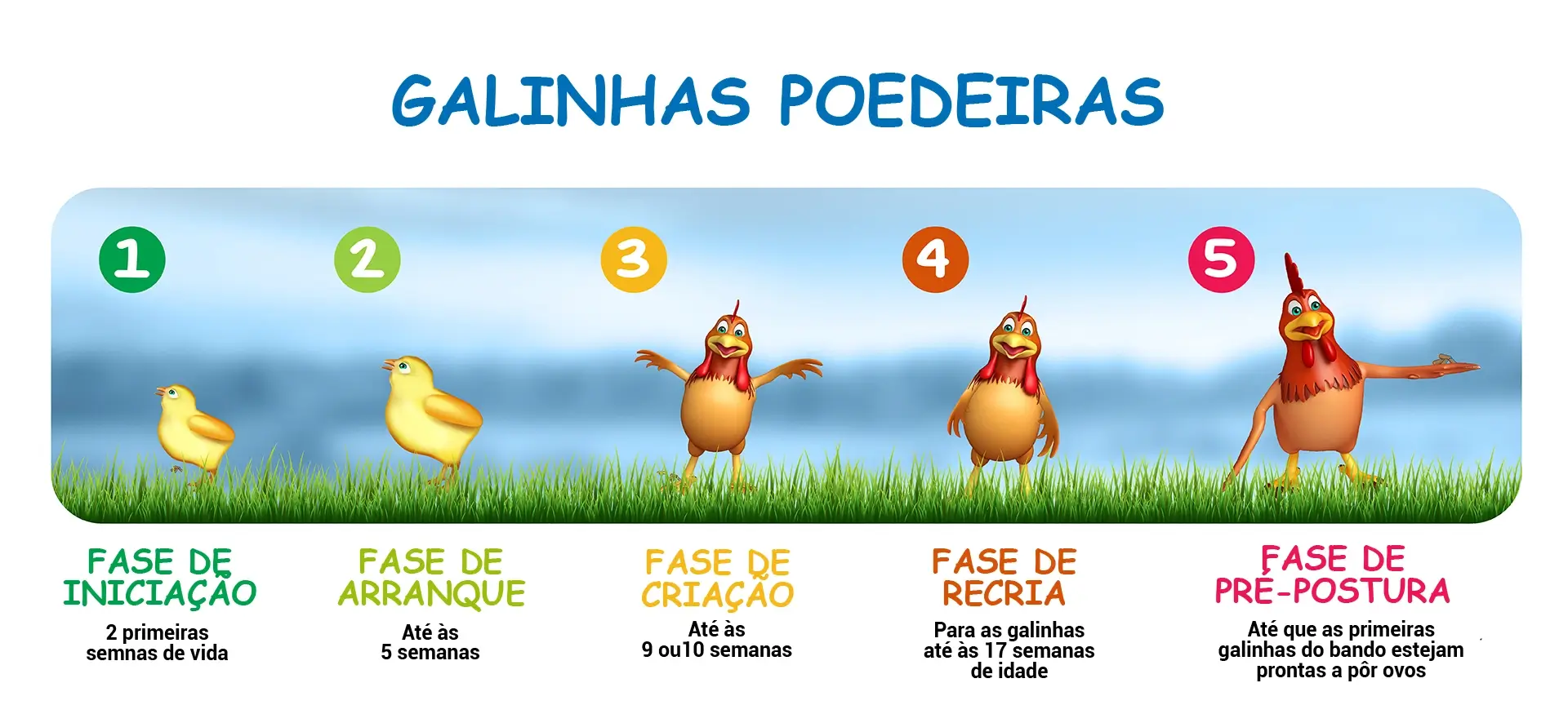 Galinhas Poedeiras Infografia