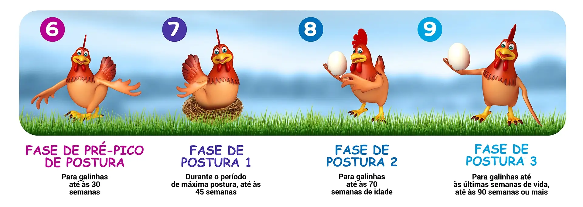 Galinhas Poedeiras Infografia